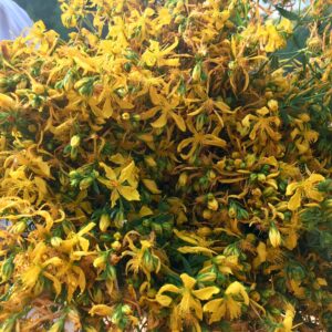Sarı Kantaron Çayı (demet) Kuru Doğal Toplama (Sarı Kantaron Otu, St. John's Wort, Hypericum Perforatum)