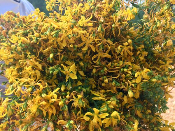 Sarı Kantaron Çayı (demet) Kuru Doğal Toplama (Sarı Kantaron Otu, St. John's Wort, Hypericum Perforatum)