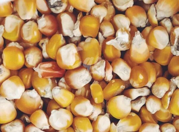 Yerel Mısır Tohumu (15 gr) ilaçsız