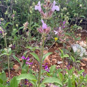Anadolu Adaçayı Tohumu 5 adet Salvia Fruticosa Yabani
