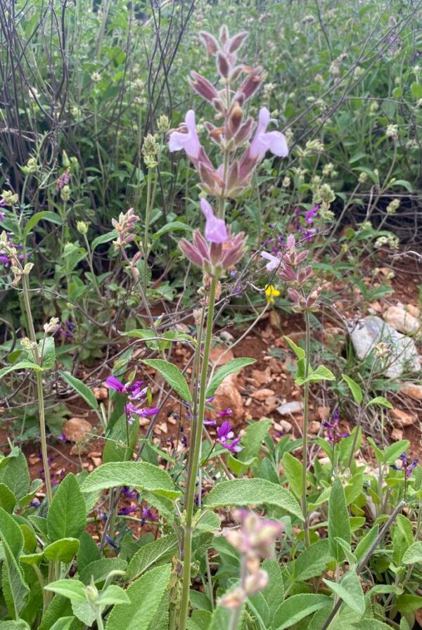 Anadolu Adaçayı Tohumu 5 adet Salvia Fruticosa Yabani