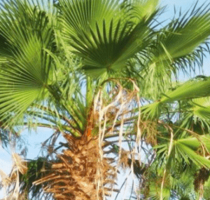 Palmiye Tohumu 10 gr