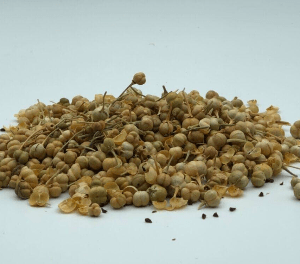 Üzerlik Otu Tütsülük Tane 30 gr