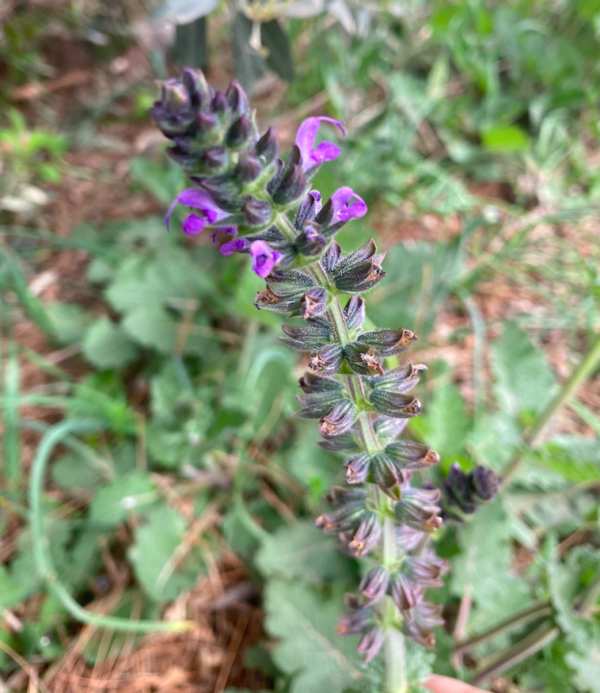 Yabani Adaçayı Tohumu 15 adet Salvia Verbenaca