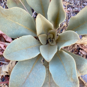 Sığır Kuyruğu Otu Tohumu - 10 adet-  İlaçsız Mullein Verbascum