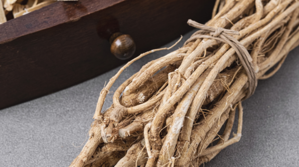 Geven Otu  Astragalus 50 gr Çin Geveni