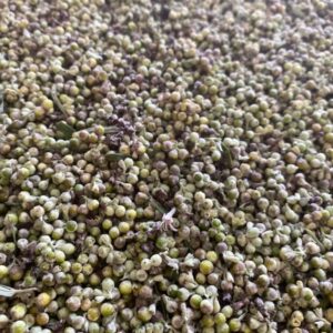 Hayıt Tohumu 100 gr İlaçsız Doğal Toplama YENİ MAHSÜL Chasteberry
