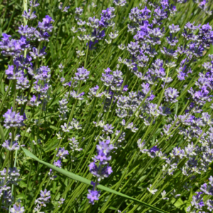 Lavanta Tohumu 100 adet Lavandula Angustifolia