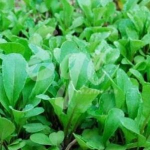 Yerel Roka Tohumu 15 gr Yerli Tohum İlaçsız