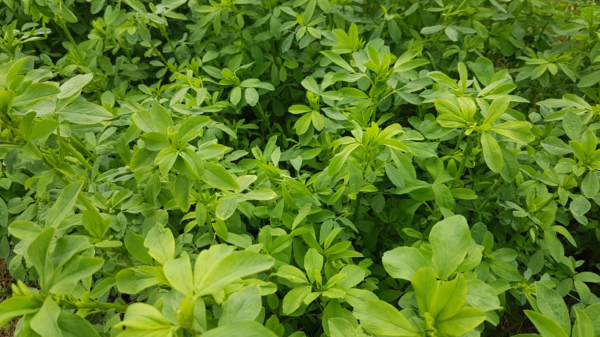 Alfalfa (Yonca) 100 gr Kurutulmuş Medicago Sativa