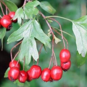 Alıç Yaprağı 100 gr Kurusu Alıç Çiçeği - Alıç Çayı (Hawthorn)