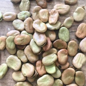 Yerel Bakla Tohumu 25 gr