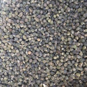 İlaçsız Bamya Tohumu 100 gr Atalık Tohum Yerli Okra