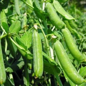 Yerel Bezelye Tohumu 200 gr Yerli İlaçsız