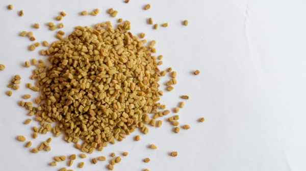 Çemen Otu Tohumu Yerli İlaçsız Atalık Çemen 200 gr Fenugreek, Poy, boy otu