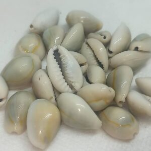 Deve Boncuğu 50 gr (Orjinal Tazı Boncuğu, Sübyan boncuğu, Yılan Başı, İt Boncuğu)