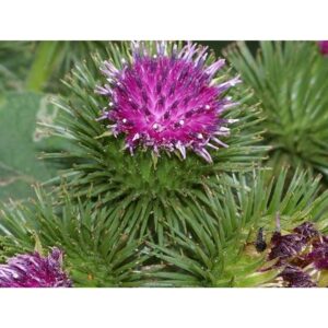 Dul Avrat Otu Tohumu 5 Tohum (arctium Lappa)