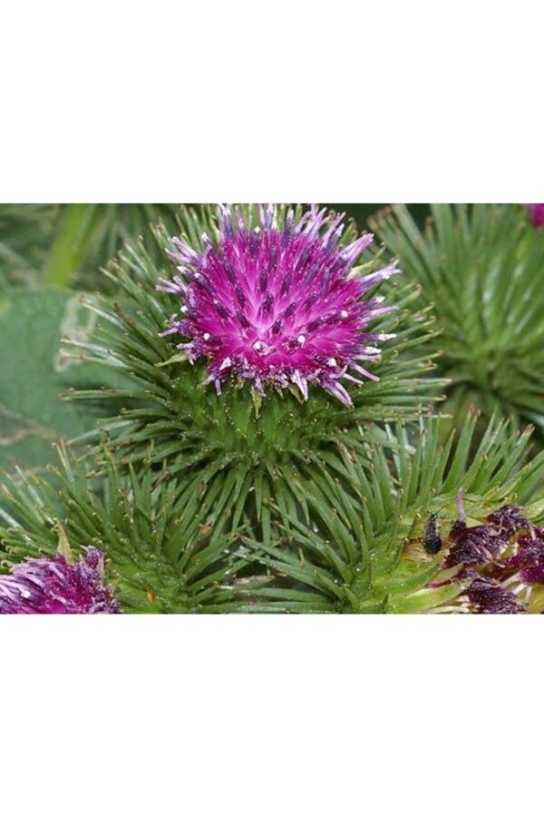 Dul Avrat Otu Tohumu 5 Tohum (arctium Lappa)