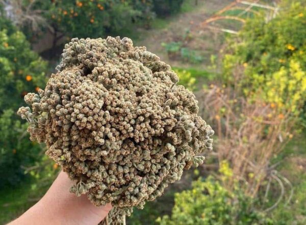 Top Kekik (1 demet) Dağ Kekiği Doğal Toplama İlaçsız Bilye Kekik, Yabani - Görsel 2