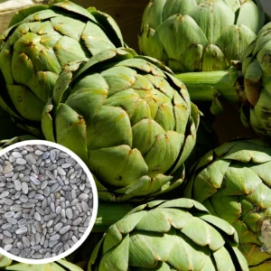 Enginar Tohumu 50 gr Yerli İlaçsız Katkısız