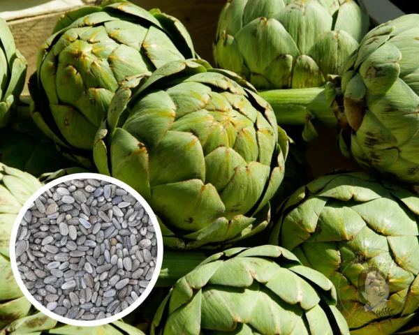 Enginar Tohumu 50 gr Yerli İlaçsız Katkısız