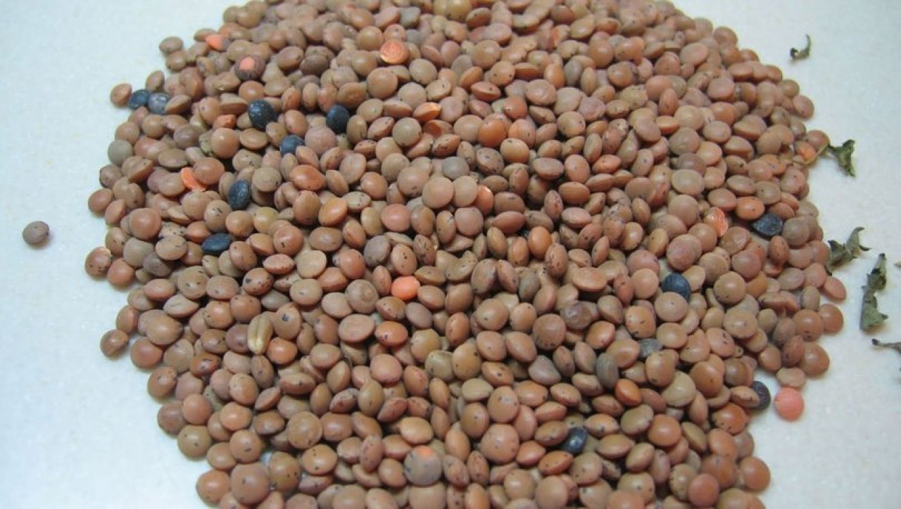 Yerli Tohum Kabuklu Köy Mercimeği 500 gr İşlenmemiş Kırmızı Mercimek