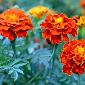 Kadife Çiçeği Tohumu 20 adet Marigold