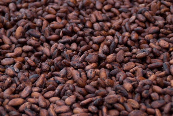 Kakao Çekirdeği 50 gr Bütün Tane İthal ÇİĞ Kavrulmamış