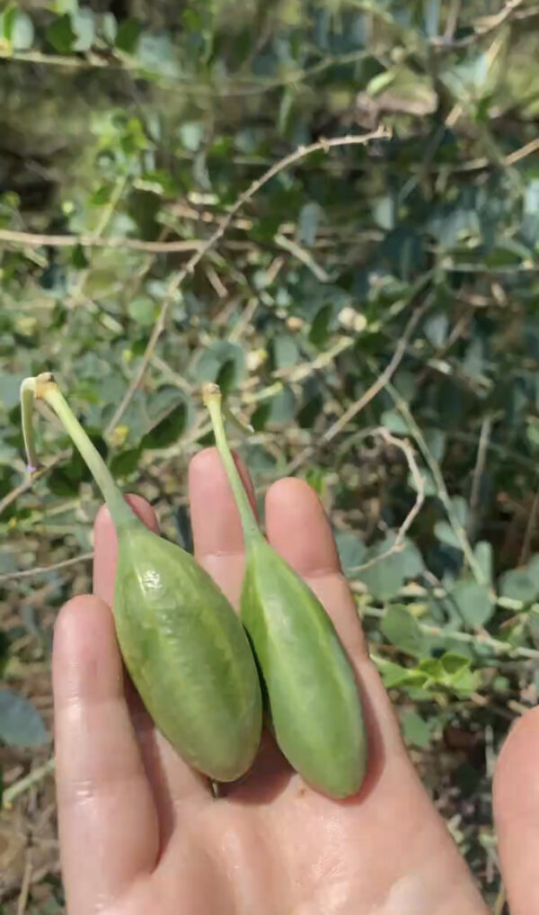 Kapari Tohumu 20 adet Yabani İlaçsız YERLİ capers