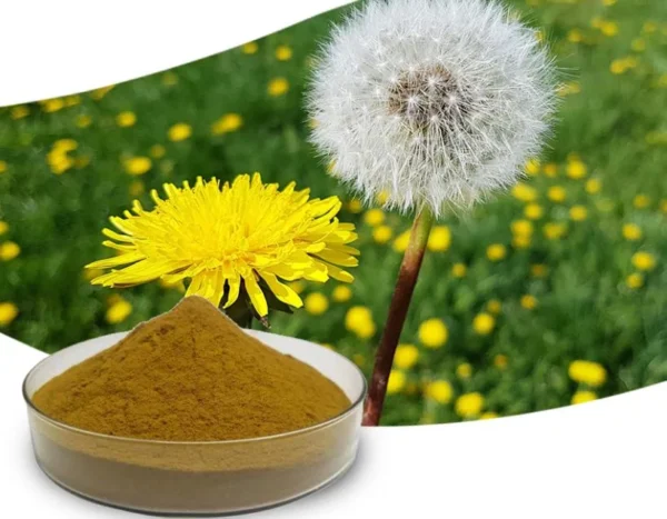 Karahindiba Tozu Doğal Toplama 50 gr (Radika, Dandelion) Kök Çiçek Karışık