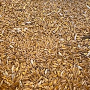Karakılçık Buğday Tohumu (25 gr)