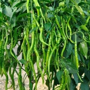 Kıl Biber Tohumu 5 gr Yerli Tatlı Biber