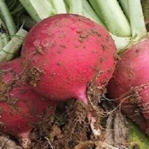 Yerel Turp Tohumu 15 gr Kırmızı (YERLİ, İLAÇSIZ)