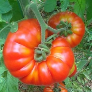 Kokulu Köy Domatesi Tohumu 5 gr YERLİ İLAÇSIZ