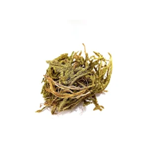 Kurt Pençesi Otu 25 gr (Kibrit Otu) Lycopodium Clavatum