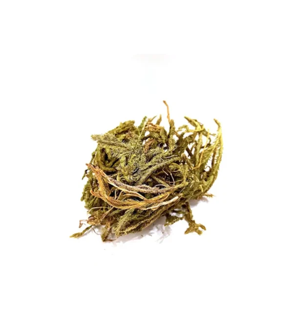 Kurt Pençesi Otu 25 gr (Kibrit Otu) Lycopodium Clavatum