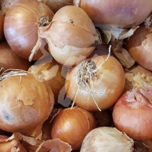 Yerel Soğan Tohumu (10 gr)