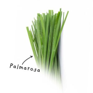 Palmarosa Yağı 10 ml Saf Uçucu Yağ Palma Rosa