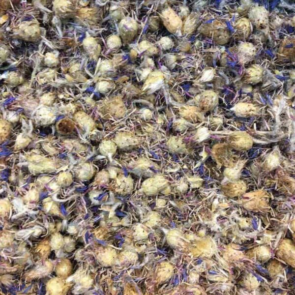 Mavi Kantaron Otu Peygamber Çiçeği 50 gr Centaurea Cyanus