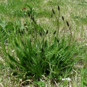 Sinirli Ot Tozu 50 gr Yabani Sinir Otu Damar Otu Taze Öğütülmüş (Folium Plantaginis) DOĞAL TOPLAMA