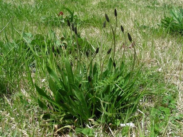 Sinirli Ot Tozu 50 gr Yabani Sinir Otu Damar Otu Taze Öğütülmüş (Folium Plantaginis) DOĞAL TOPLAMA