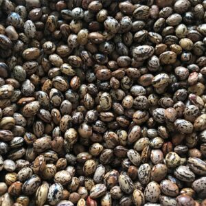 Sırık Fasülye Tohumu 10 gr Uzun Enli Alaca Yerli Tohum