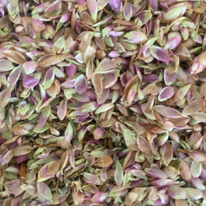 Soğan Otu 50 gr Güve Otu Ankara Kekiği