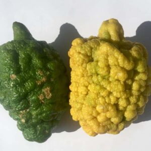 Bergamot Yağı 10 ml Bergamut