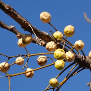Tesbih Ağacı Tohumu 10 adet  (Tespih Ağacı Tohum) Neem - Nim