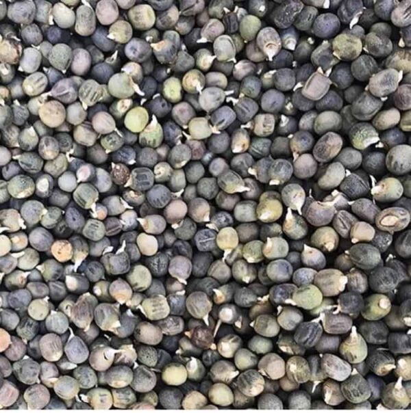 Yerel Bamya Tohumu İlaçsız (25 gr) ATALIK TOHUM