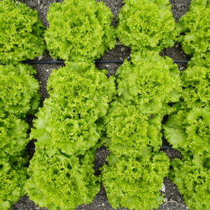 Yerel Marul Tohumu 25 gr Kıvırcık YERLİ