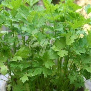 Yerel Maydanoz Tohumu 100 gr Maydonoz İlaçsız Yerli