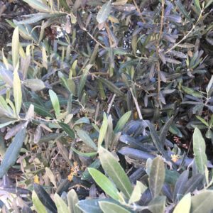 Zeytin Yaprağı (40 gr) Yabani İlaçsız DOĞAL TOPLAMA