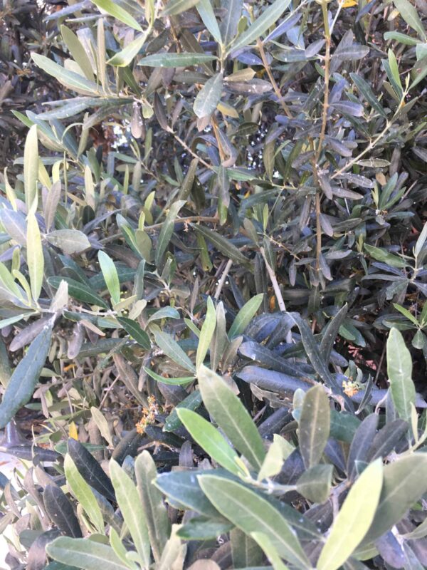 Zeytin Yaprağı (40 gr) Yabani İlaçsız DOĞAL TOPLAMA